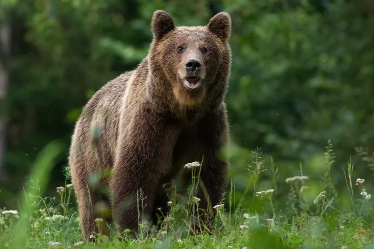 Discover the shocking story of a 4 foot predator killed by hiker in a remote wilderness. Explore the details of the encounter, the implications for wildlife safety, and important lessons for outdoor enthusiasts. Learn about the significance of understanding wildlife behavior and the ethical considerations surrounding such incidents.